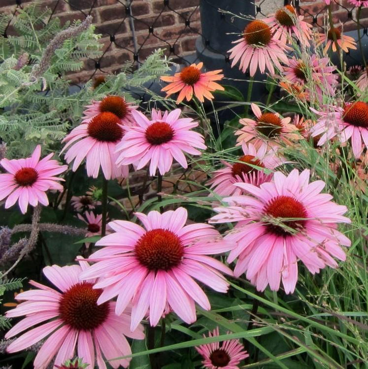 Echinacea purpurea 'Magnus' ~ Magnus Echinacea, Coneflower