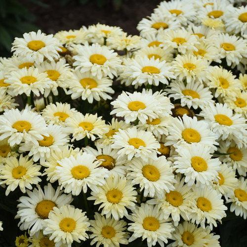 Leucanthemum superbum ’Banana Cream II’ ~ PW® Amazing Daisies® Banana Cream II Shasta Daisy