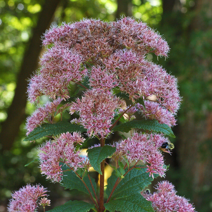 Eutrochium dubium 'Little Joe' ~ Little Joe Coastal Pye Weed