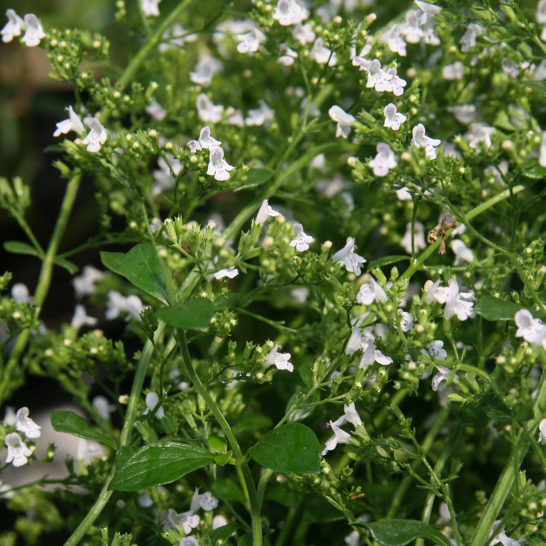 Calamintha nepeta 'White Cloud' ~ White Cloud Calamint