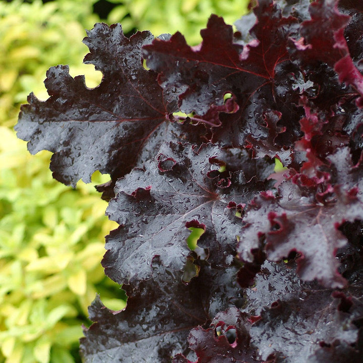 Heuchera 'Black Beauty' ~ Black Beauty Coral Bells