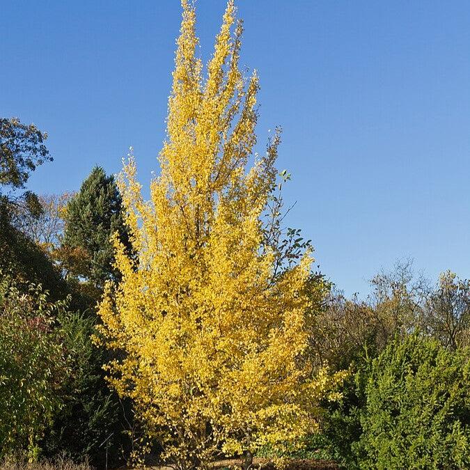 Ginkgo biloba 'Magyar' ~ Magyar Ginkgo