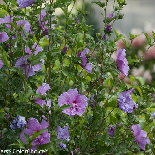 Hibiscus syriacus 'Notwoodone' ~ Lavender Chiffon® Rose of Sharon