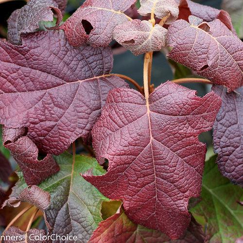 Hydrangea quercifolia 'Brother Edward' ~ Gatsby Moon® Hydrangea