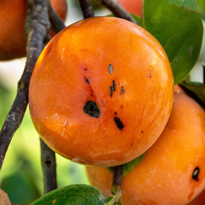 Diospyros virginiana ~ Persimmon