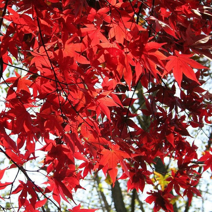 Acer palmatum 'Osakazuki' ~ Osakazuki Japanese Maple