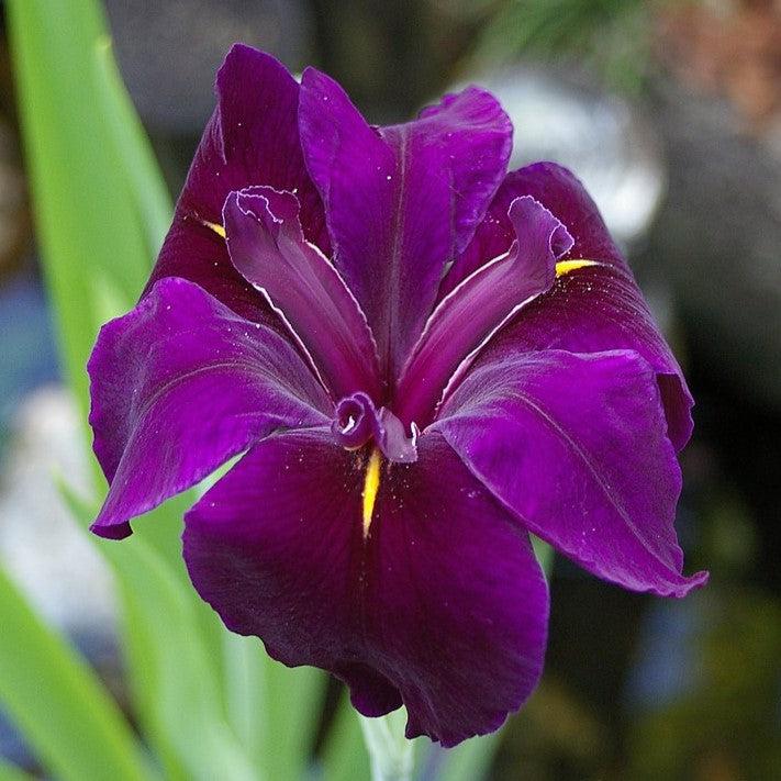 Iris 'Black Gamecock' ~ Black Gamecock Louisiana Iris