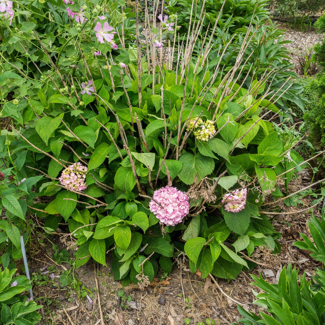 Hydrangea macrophylla 'Bailmer’ ~ Endless Summer® The Original Hydrangea