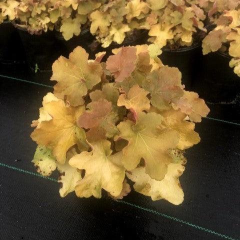 Heuchera 'Caramel' PP16,560 ~ Caramel Coral Bells, Heuchera