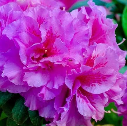 Rhododendron ‘Roblezd’ ~ Encore® Autumn Majesty™ Azalea