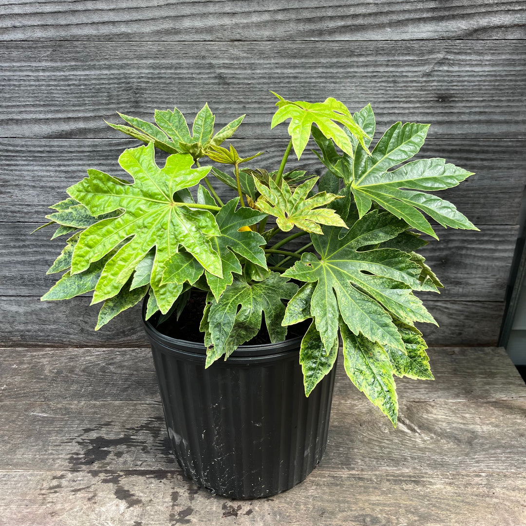 Fatsia japonica 'Spider's Web' ~ Spider's Web Fatsia
