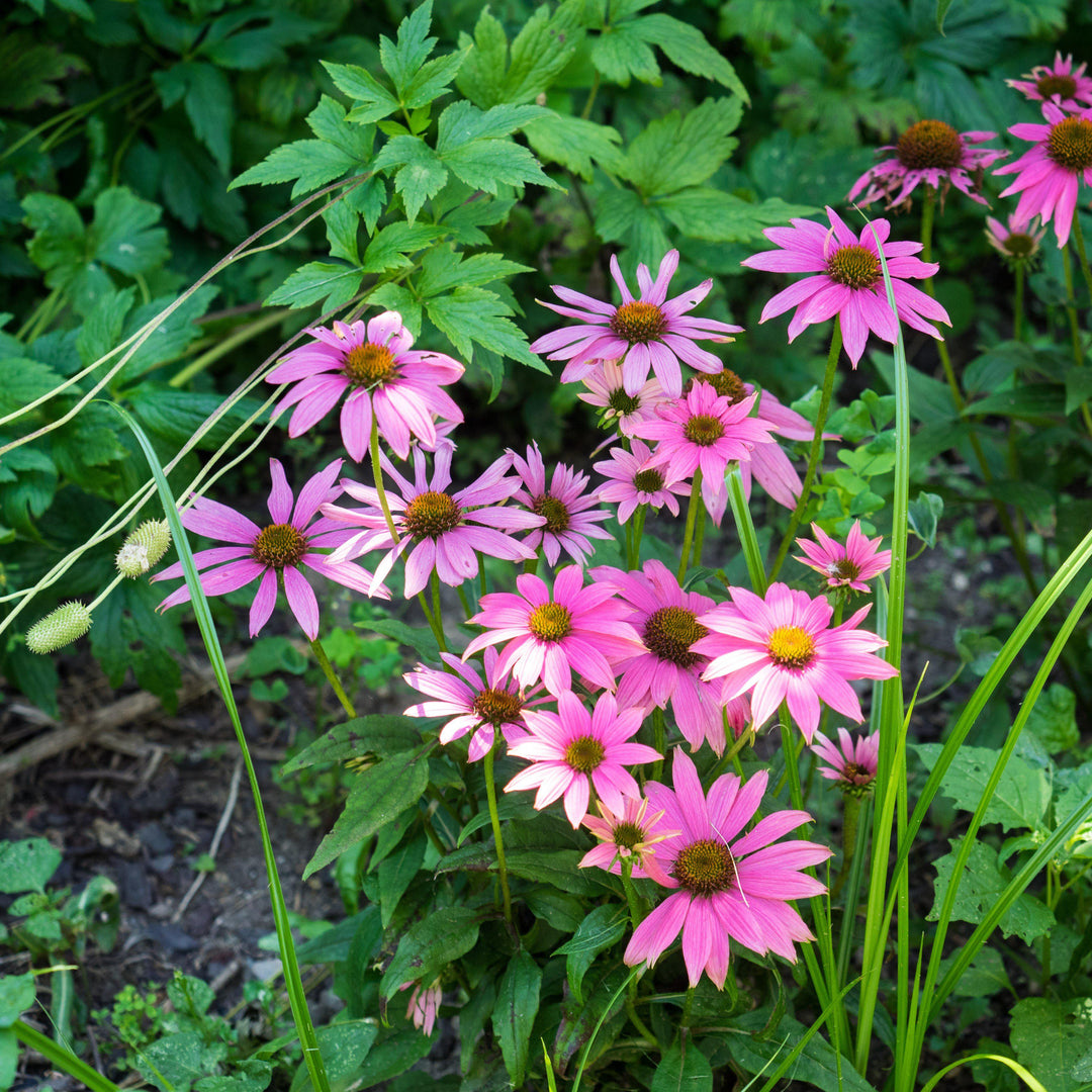 Echinacea purpurea 'PAS702917' ~ PowWow® Wild Berry Echinacea, Coneflower