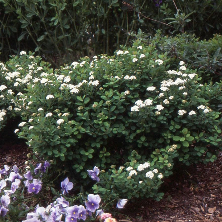 Spiraea betulifolia 'Tor' ~ Tor Birchleaf Spirea