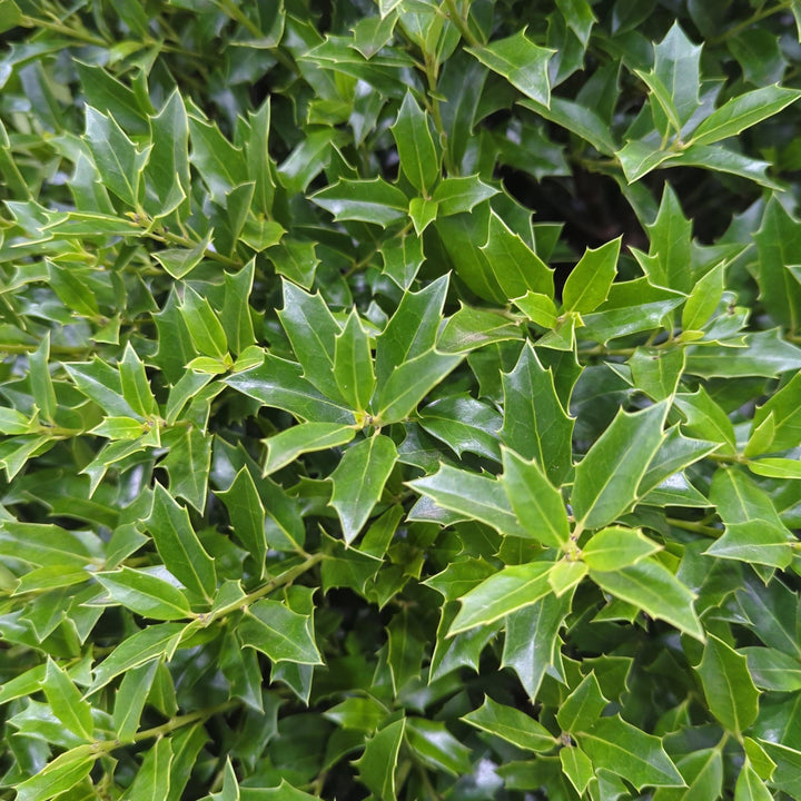 Ilex opaca x 'HL10-90' ~ Christmas Jewel® Holly