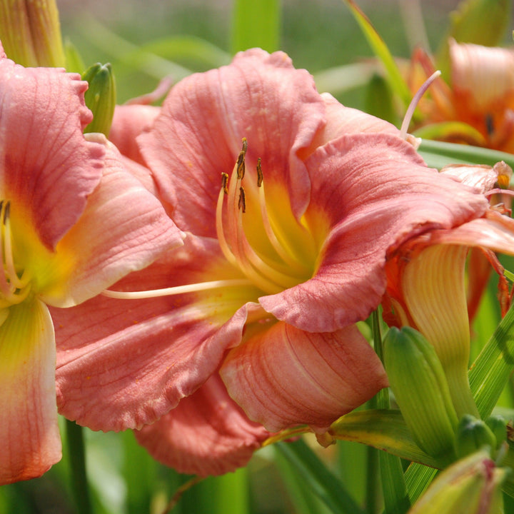 Hemerocallis 'Rosy Returns' ~ Rosy Returns Daylily