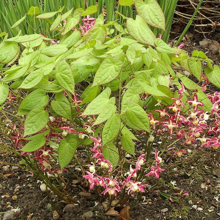 Epimedium rubrum ~ Red Barrenwort, Bishop's Hat