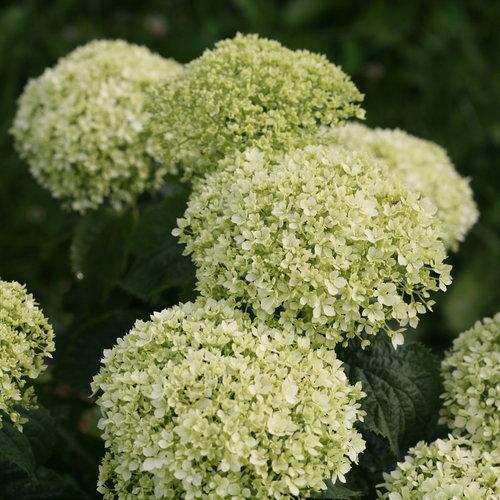 Hydrangea arborescens 'NCHA8' ~ Invincibelle® Limetta Smooth Hydrangea