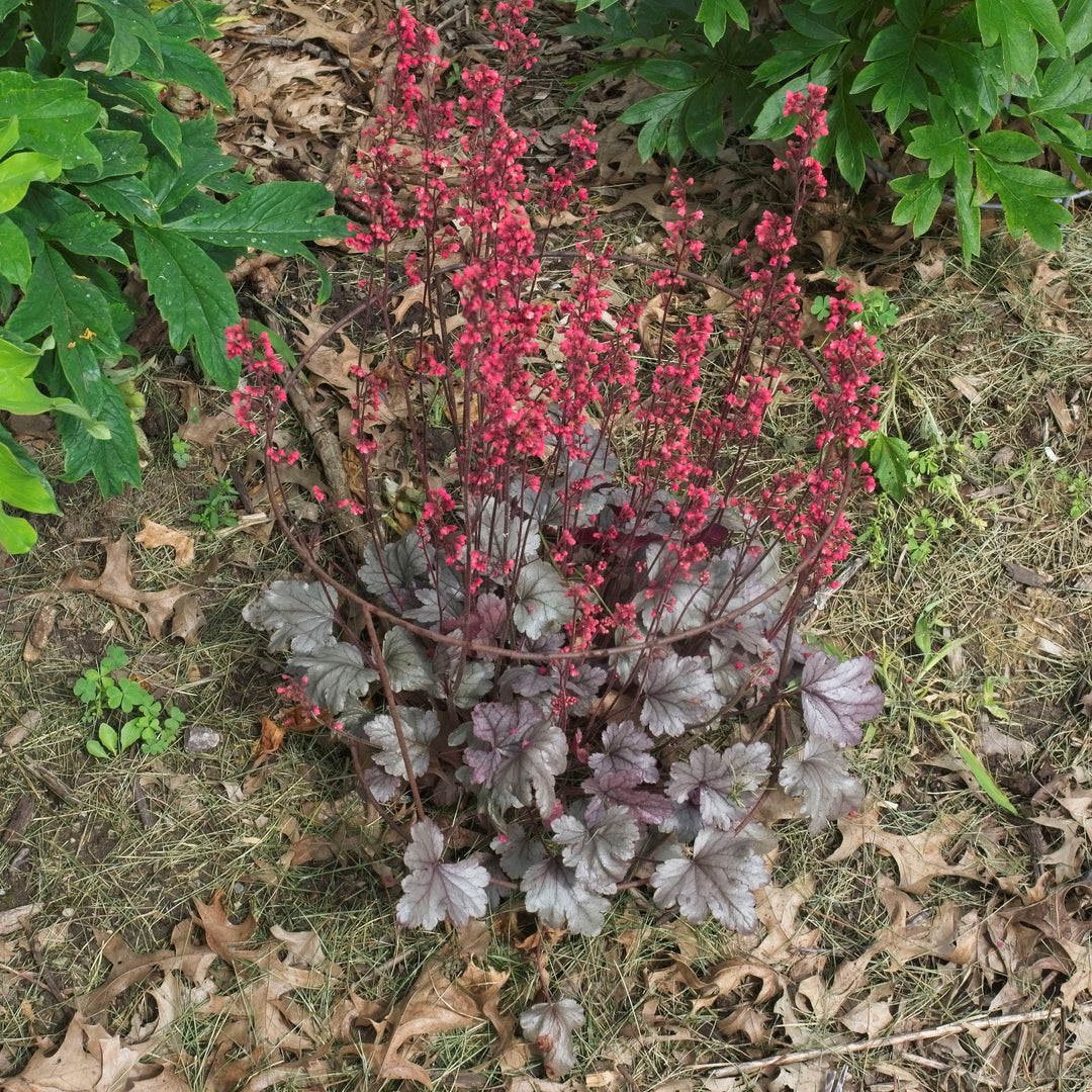 Heuchera 'Silver Gumdrop' PP29207 ~ Dolce® Silver Gumdrop Heuchera