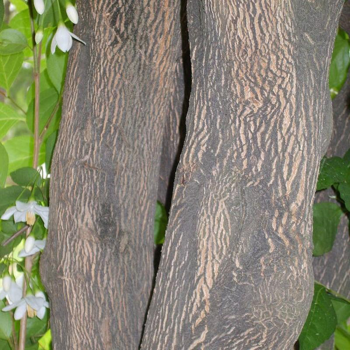 Styrax japonicus ~ Campanilla de nieve japonesa