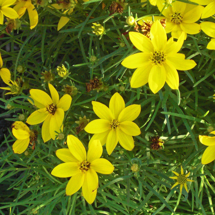 Coreopsis verticillata 'Zagreb' ~ Zagreb Threadleaf Tickseed