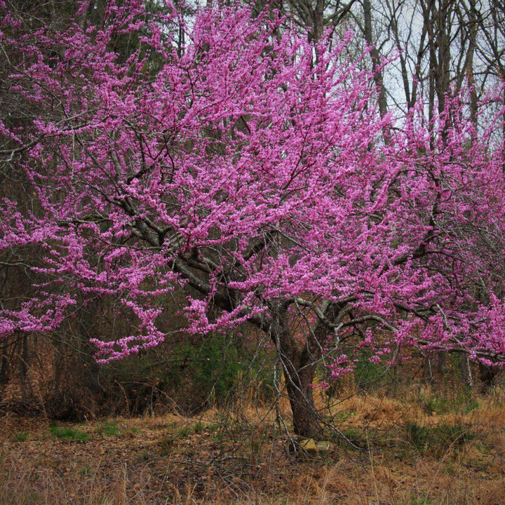 Cercis canadensis ~ Redbud oriental