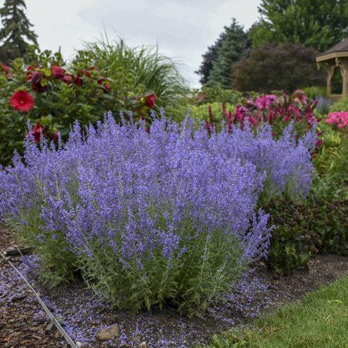 Perovskia atriplicifolia ‘Denim ‘N Lace’ ~ Denim 'N Lace Russian Sage