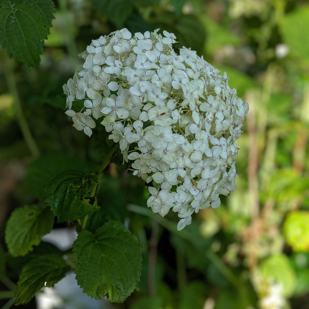 Hydrangea arborescens 'NCHA5' ~ Invincibelle® Wee White Smooth Hydrangea