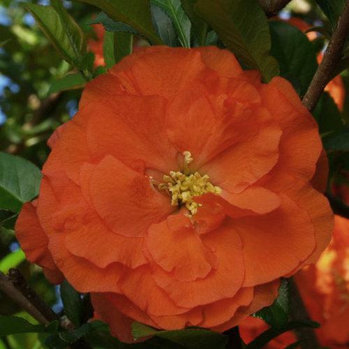 Chaenomeles speciosa 'Orange Storm' USPP 20,950 ~ PW® Double Take™ Orange Flowering Quince