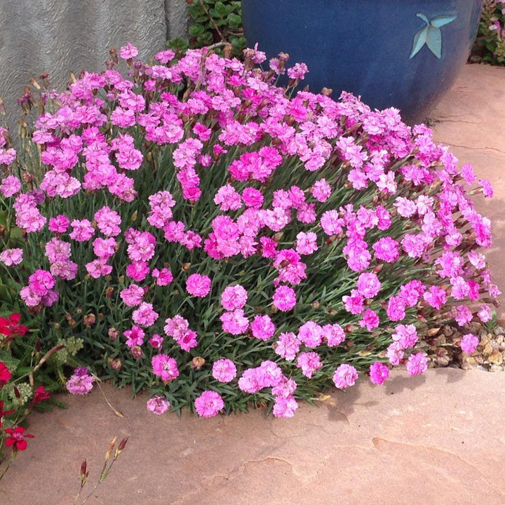 Dianthus gratianopolitanus 'Tiny Rubies' ~ Tiny Rubies Dianthus, Cheddar Pinks