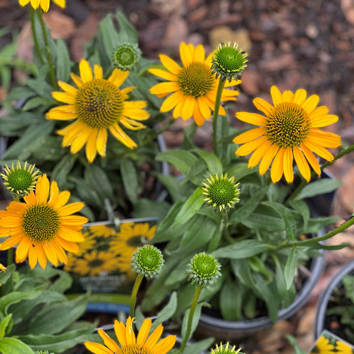 Echinacea 'TNECHKY' PP29922 ~ Kismet® Yellow Coneflower