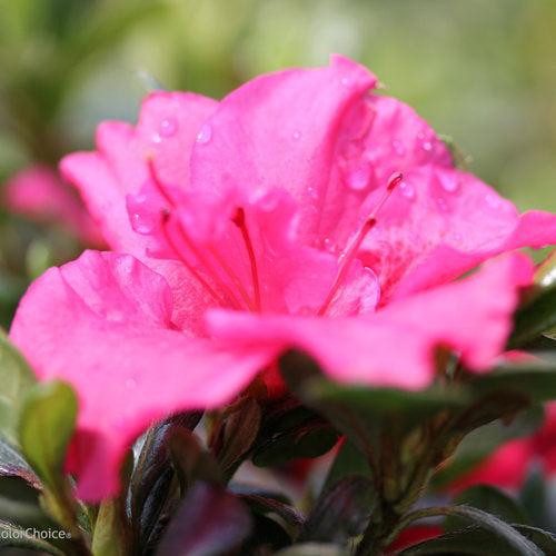 Rhododendron RLH1-11P1' PP27900 ~ Bloom-A-Thon® Hot Pink Azalea