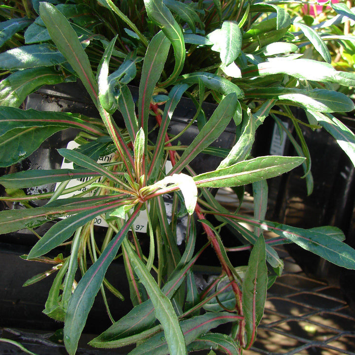 Gaura lindheimeri 'Siskiyou Pink' ~ Siskiyou Pink Gaura