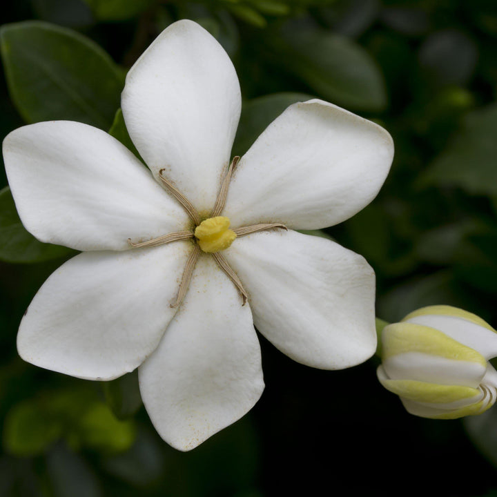 Gardenia jasminoides 'Kleim's Hardy' ~ Gardenia resistente de Kleim