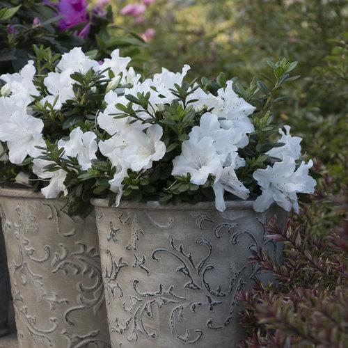 Rododendro x 'RLH1-3P3' ~ Azalea blanca que vuelve a florecer Bloom-A-Thon®