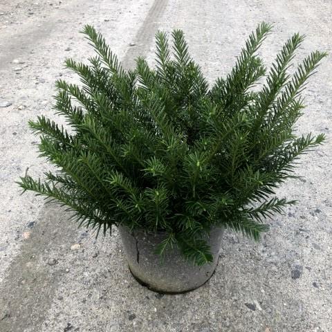 Cephalotaxus harringtonia 'Duke Gardens' ~ Duke Gardens Japanese Plum Yew