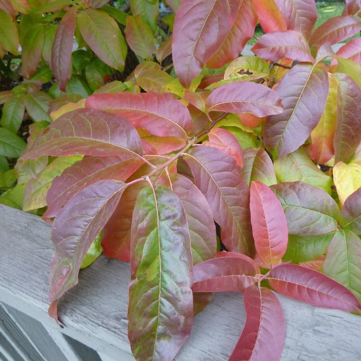 Oxydendrum arboreum ~ Sourwood, Sorrel Tree