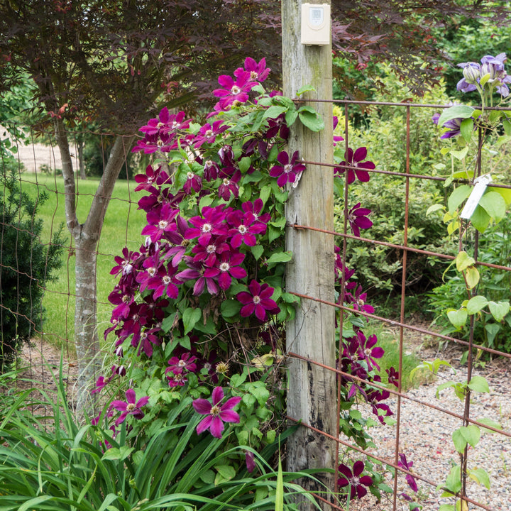 Clematis 'Westerplatte' ~  Westerplatte Clematis