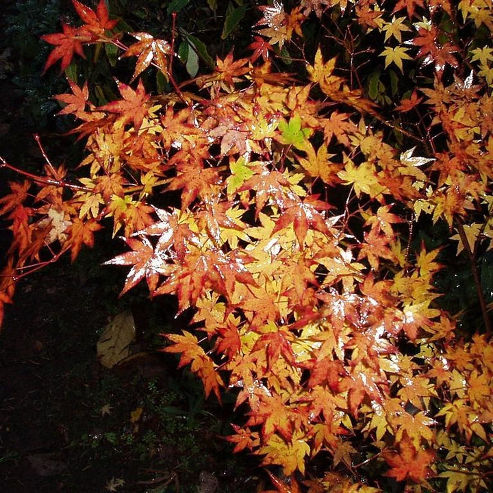 Acer palmatum ~ Japanese Maple