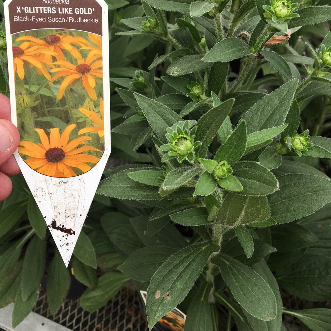 Rudbeckia x 'Glitters Like Gold' ~ Glitters Like Gold Black-Eyed Susan