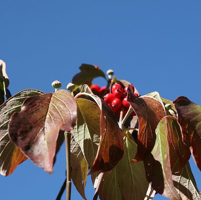 Cornus florida 'Nube Nueve' ~ Nube Nueve Dogwood 