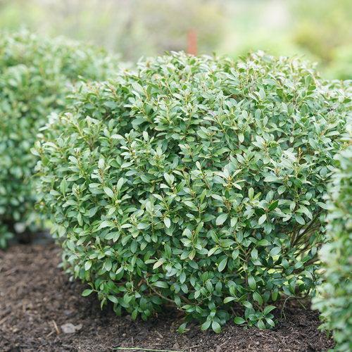 Ilex glabra 'ILEXFARROWTRACEY' ~ Strongbox® Inkberry Holly