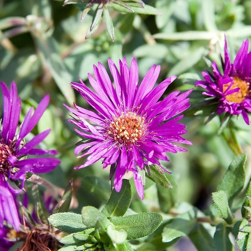 Aster nov-ang. 'Purple Dome' ~ Purple Dome New England Aster