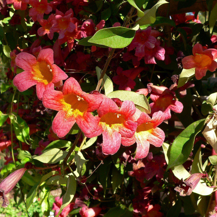 Bignonia capreolata 'Belleza mandarina' ~ Belleza mandarina Crossviine