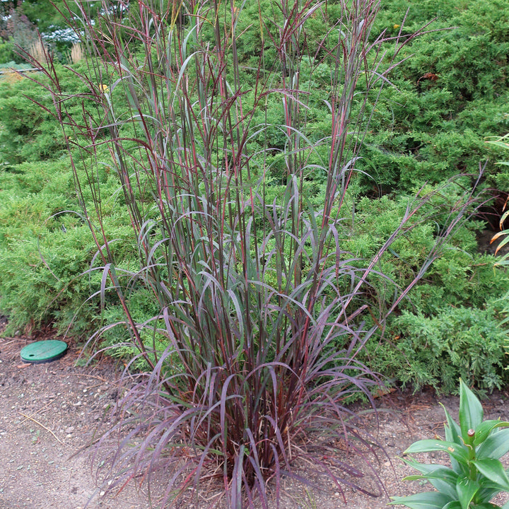 Andropogon gerardii 'Blackhawks' ~ Blackhawks Big Blue Stem