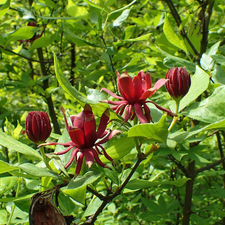 Calycanthus floridus ~ Arbusto dulce, pimienta de Carolina