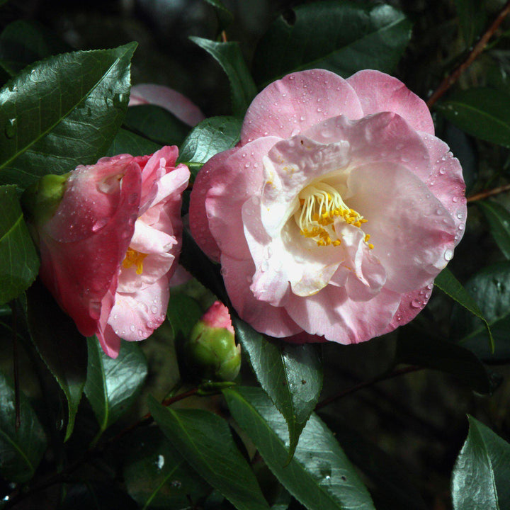 Camellia japonica 'April Remembered' ~ April Remembered Ice Angels® Camellia