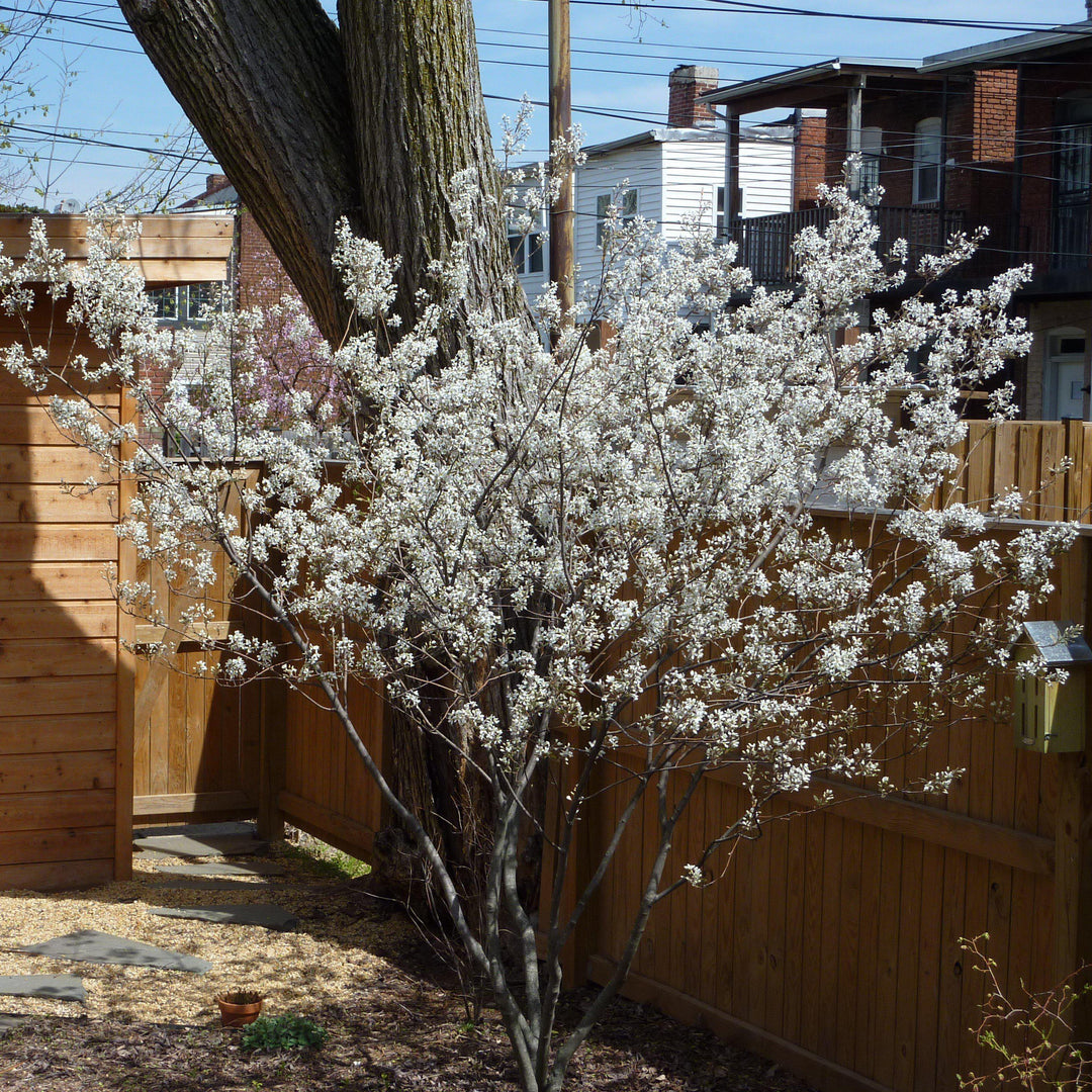 Amelanchier x grandiflora 'Autumn Brilliance' ~ Autumn Brilliance Apple Serviceberry