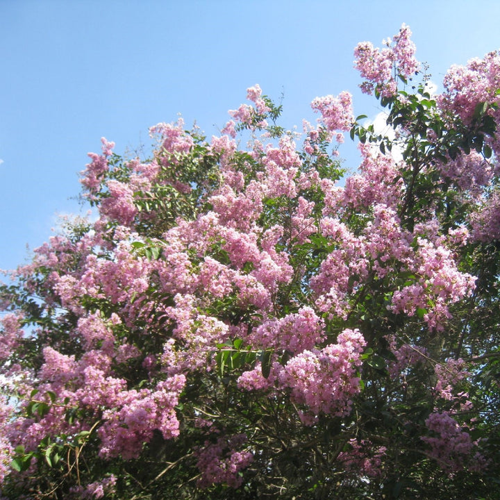 Lagerstroemia indica x fauriei 'Lipan' ~ Lipan Crape Myrtle