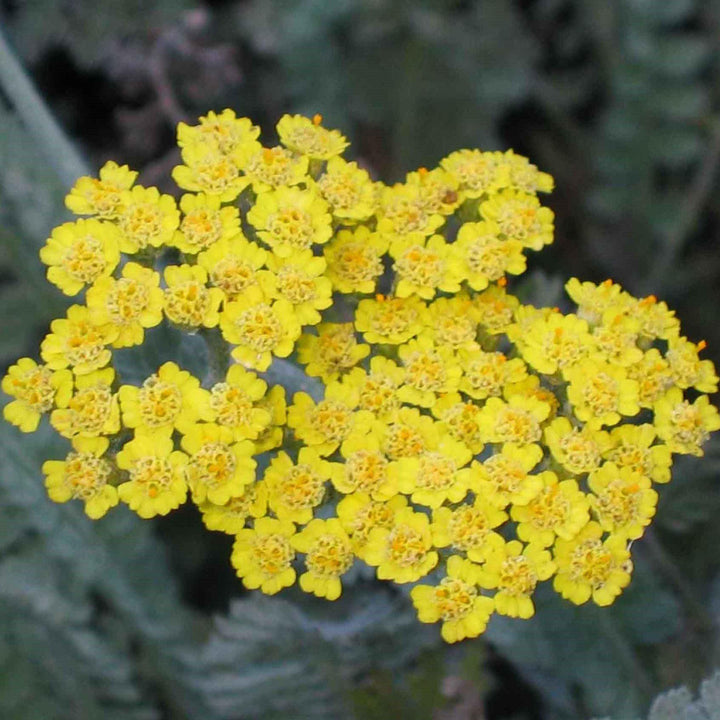 Achillea x 'ACBZ0002' ~ Little Moonshine Yarrow