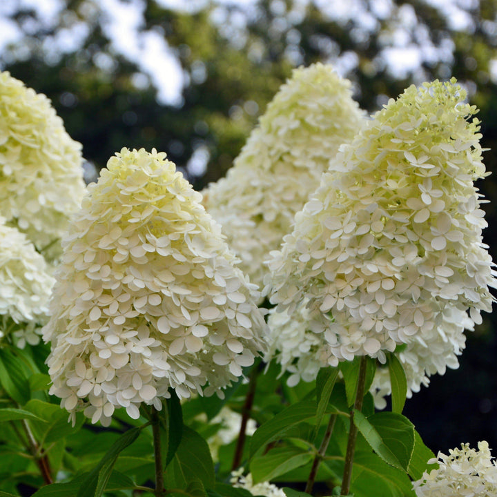 Hortensia paniculata 'Phantom' ~ Hortensia Tidal Wave™